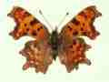 Polygonia c-album male (aberrant form nov 3) (Internet Image property of respective owner, non-commercial use only)